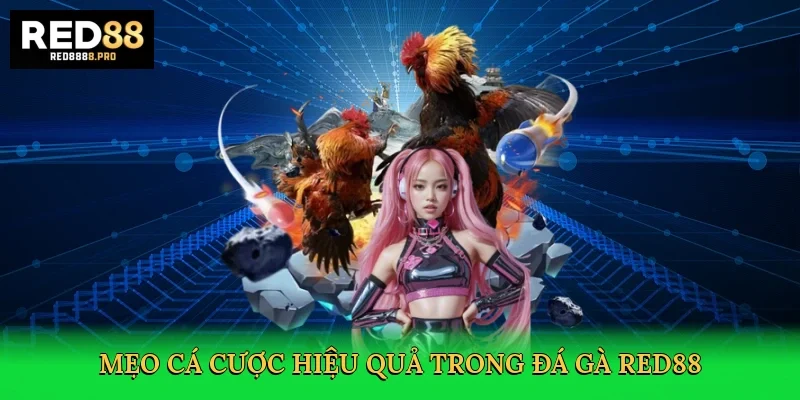 meo-ca-cuoc-hieu-qua-trong-da-ga-red88-4