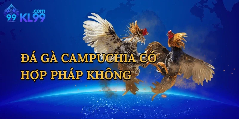 Đá Gà Campuchia Có Hợp Pháp Không