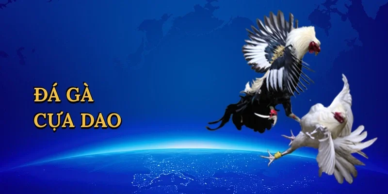Đá gà cựa dao