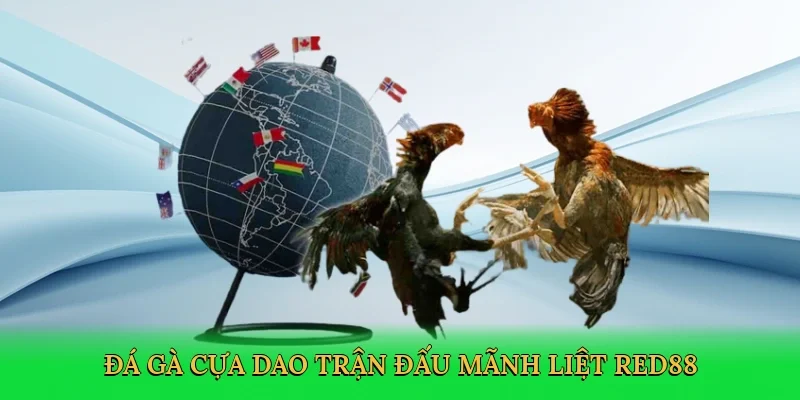 Đá gà cựa dao trận đấu mãnh liệt RED88