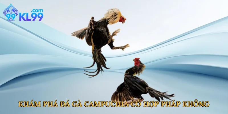 Khám phá đá gà Campuchia có hợp pháp không tại KL99