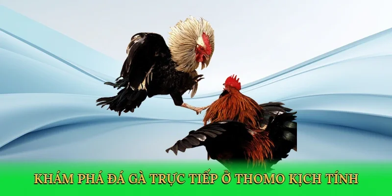 Khám phá Đá gà trực tiếp ở Thomo kịch tính qua livestream