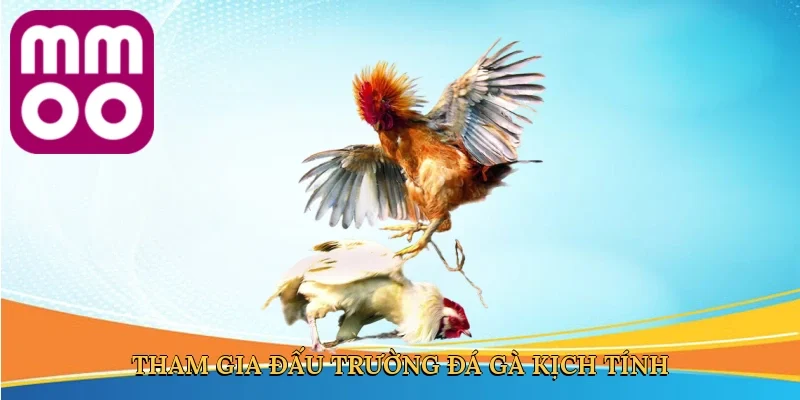 Tham gia đấu trường đá gà kịch tính và minh bạch